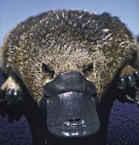 Photo de Dehairka